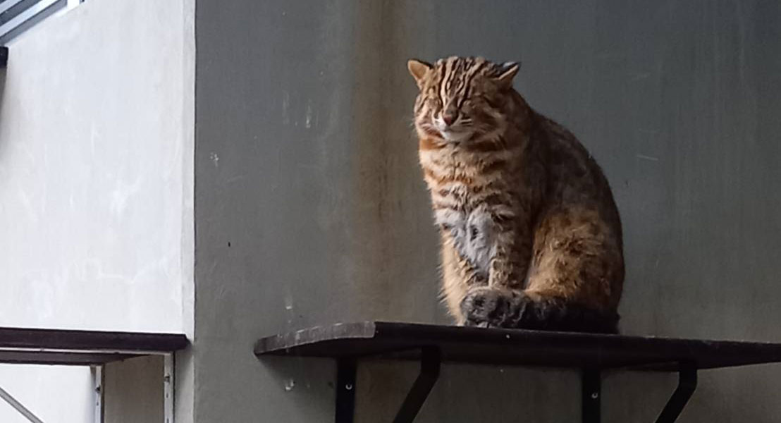 ツシマヤマネコ「かなた君」