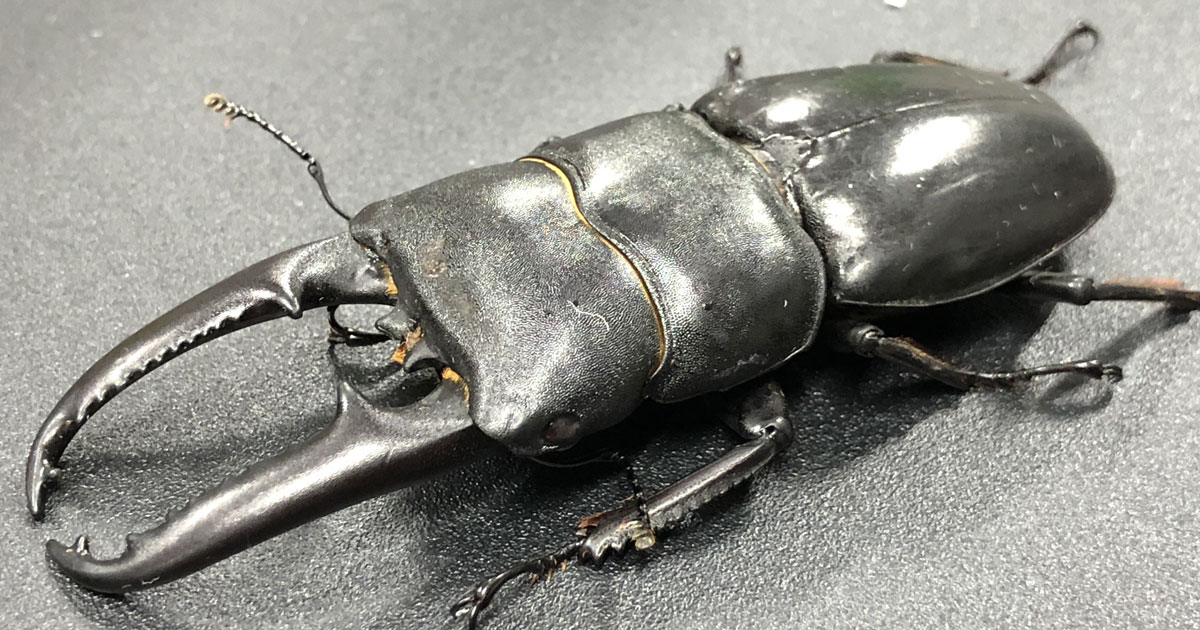 ツシマヒラタクワガタ