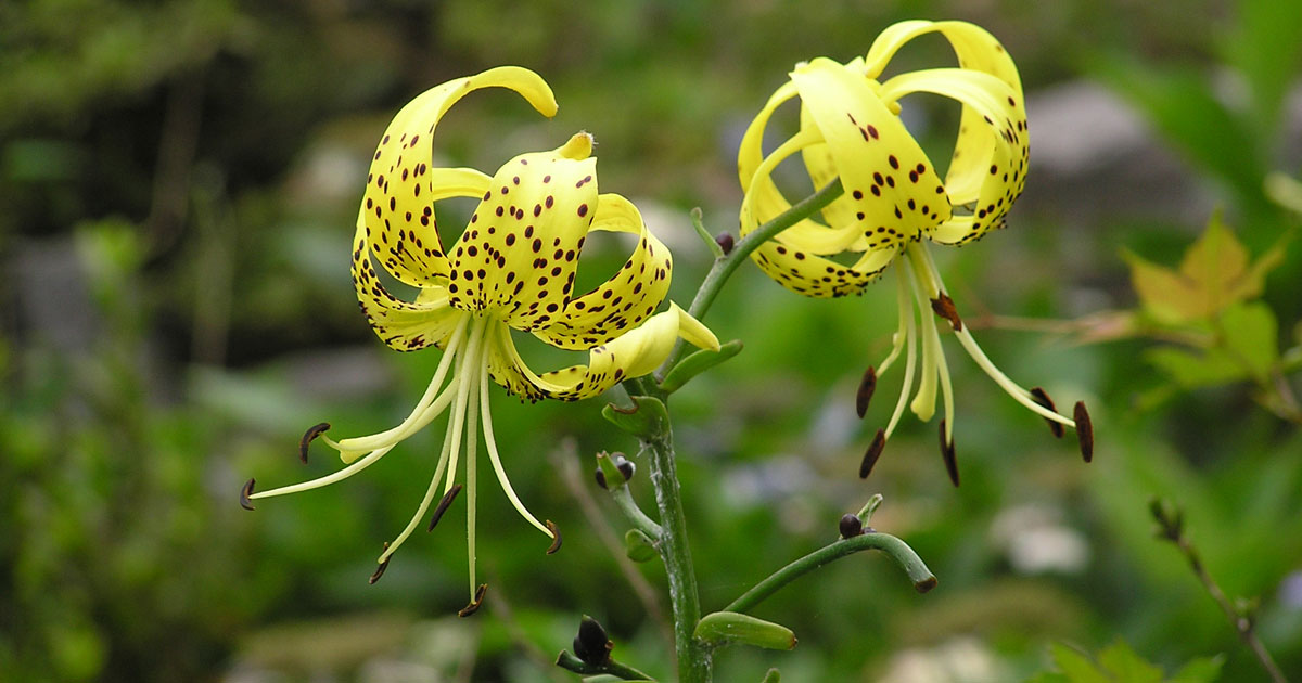 オウゴンオニユリ